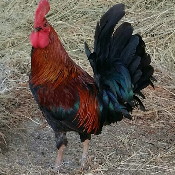 Meet your Posher, Patricia - Picture 5 of 8